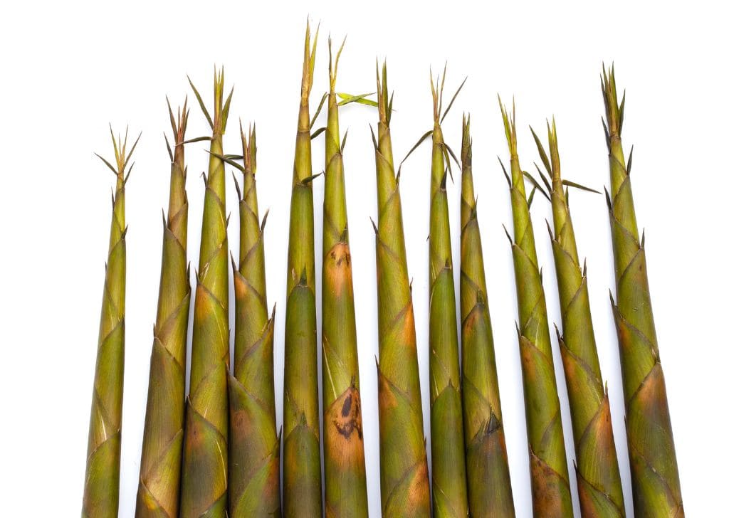 Sprouting bamboos used as an innuendo for male genitalia or tight foreskin that cannot be pulled back. 