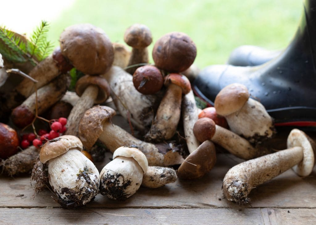 Small brown mushrooms as an innuendo for tight foreskin that cannot be pulled back. 