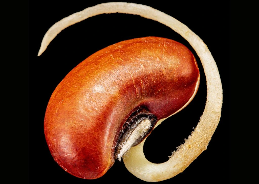A sprouted bean used as a metaphor to visualize a curved penis. 