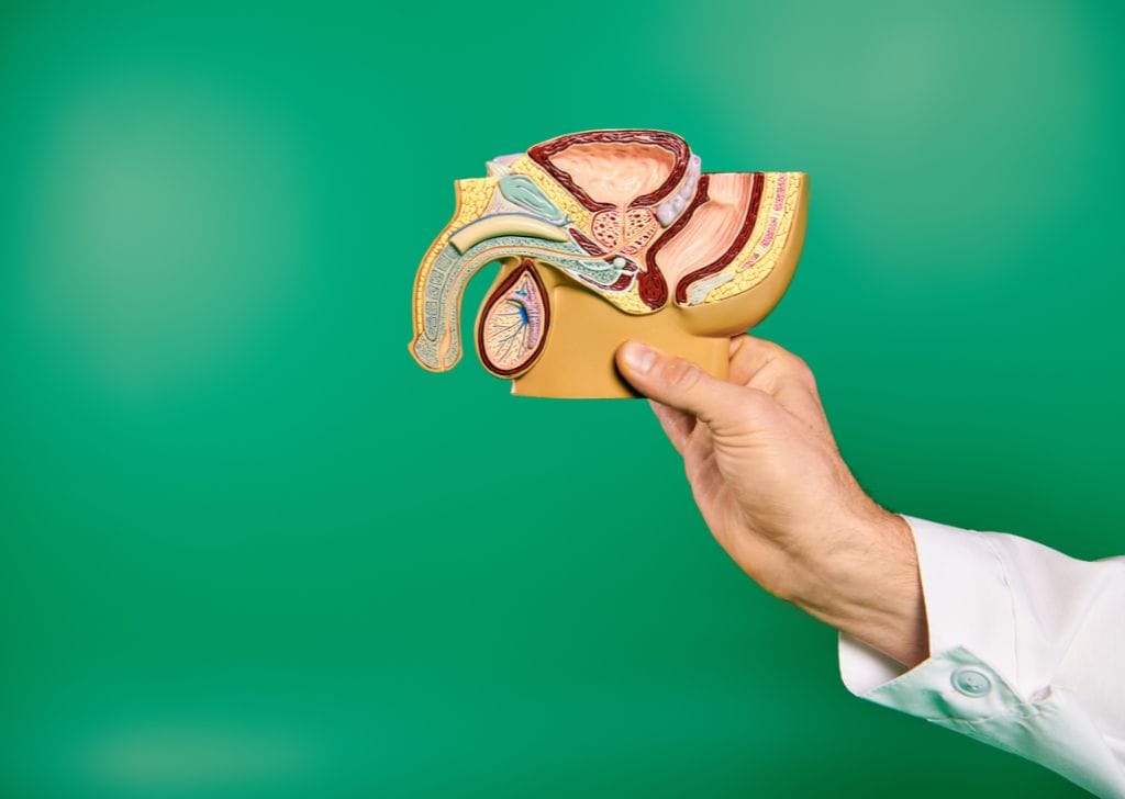 A doctor holding an anatomical model of male genitalia to show how to do kegel exercises. 