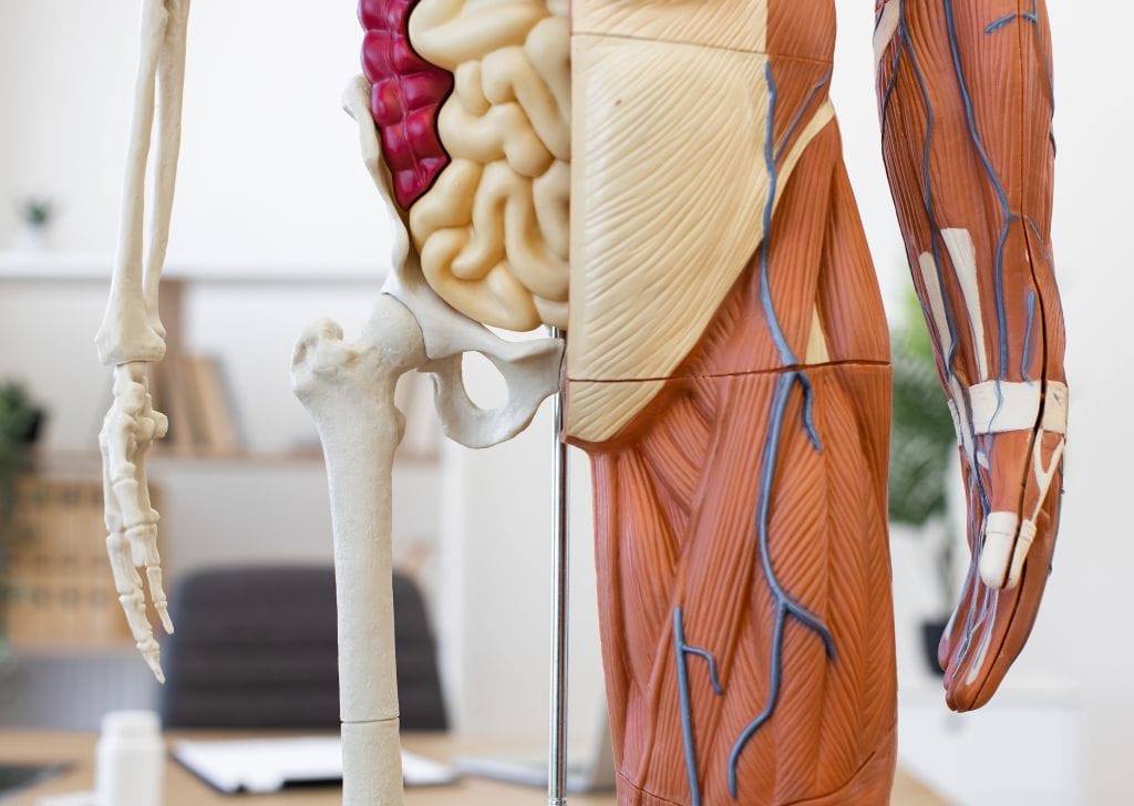 A doctor using an anatomical model to show how to do kegel exercises.